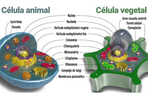 celula vegetal e animal
